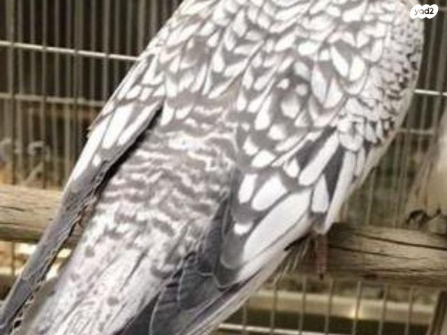 תמונת מודעה - חיות מחמד