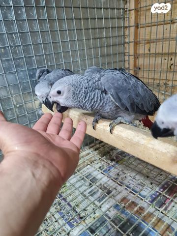 תמונת מודעה - חיות מחמד