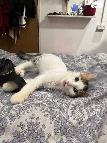 תמונת מודעה - חיות מחמד