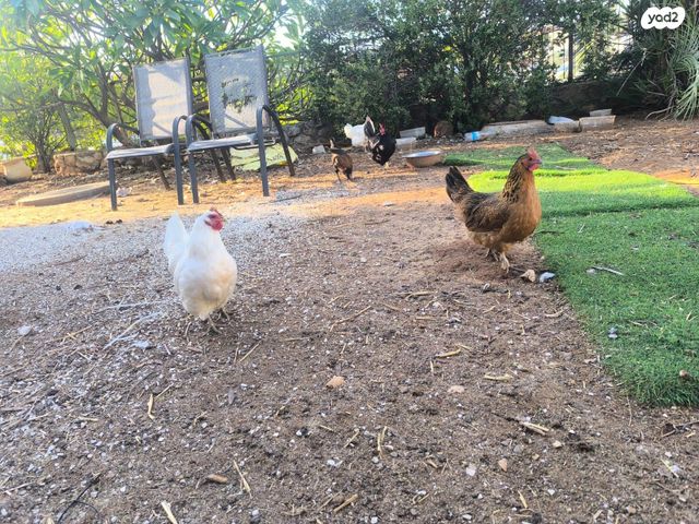 תמונת מודעה - חיות מחמד