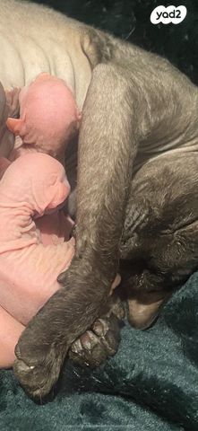 תמונת מודעה - חיות מחמד