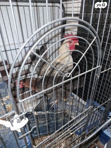 תמונת מודעה - חיות מחמד