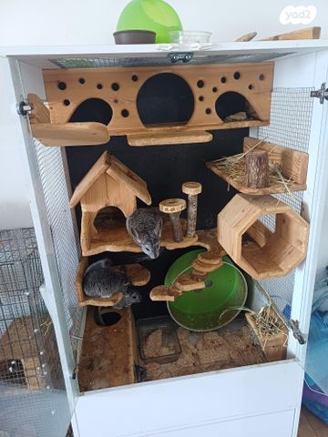 תמונת מודעה - חיות מחמד