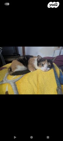 תמונת מודעה - חיות מחמד