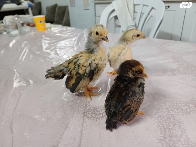 תמונת מודעה - חיות מחמד