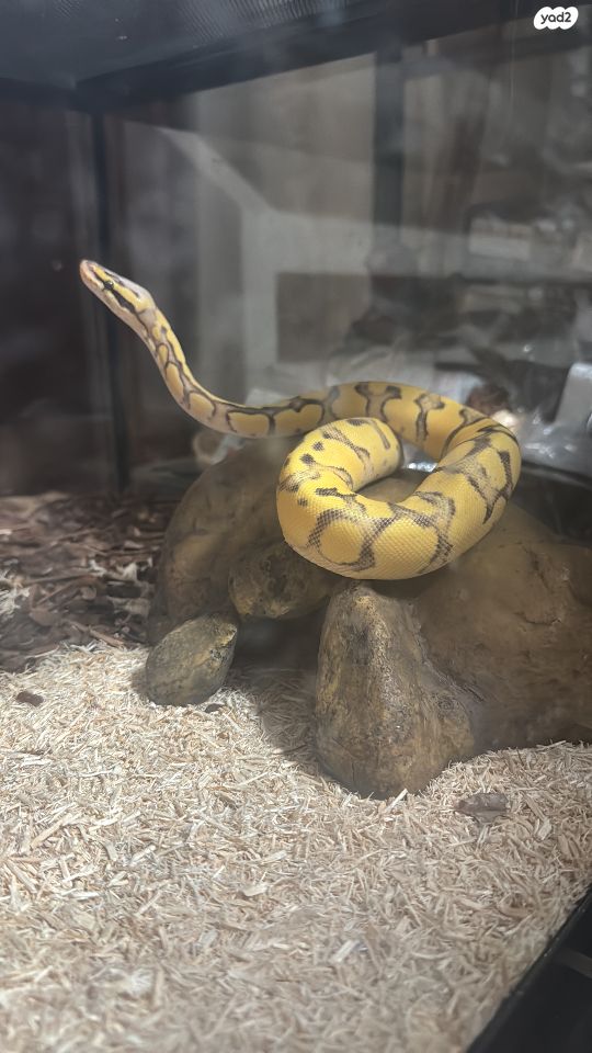 תמונת מודעה - חיות מחמד