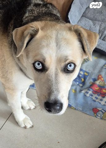 תמונת מודעה - חיות מחמד