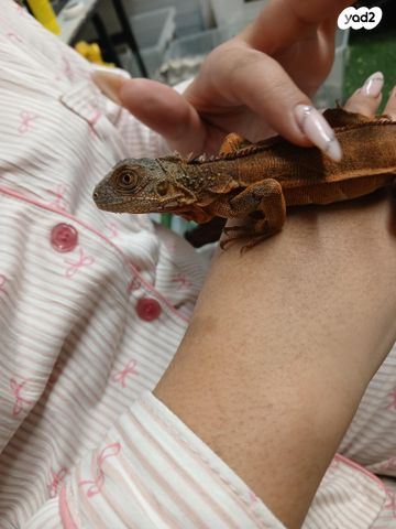 תמונת מודעה - חיות מחמד