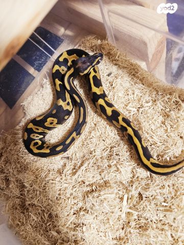 תמונת מודעה - חיות מחמד