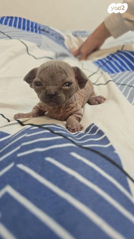 תמונת מודעה - חיות מחמד