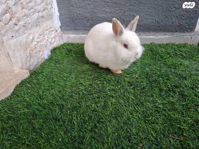 תמונת מודעה - חיות מחמד