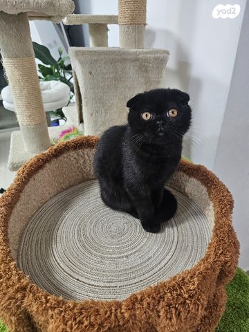 תמונת מודעה - חיות מחמד