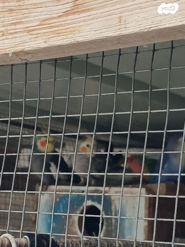 תמונת מודעה - חיות מחמד