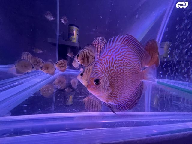 תמונת מודעה - חיות מחמד