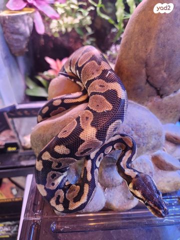 תמונת מודעה - חיות מחמד