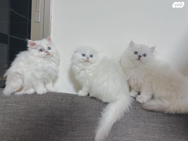 תמונת מודעה - חיות מחמד