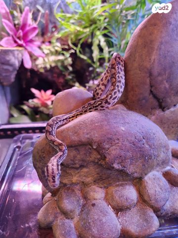 תמונת מודעה - חיות מחמד