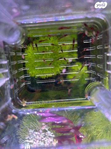 תמונת מודעה - חיות מחמד