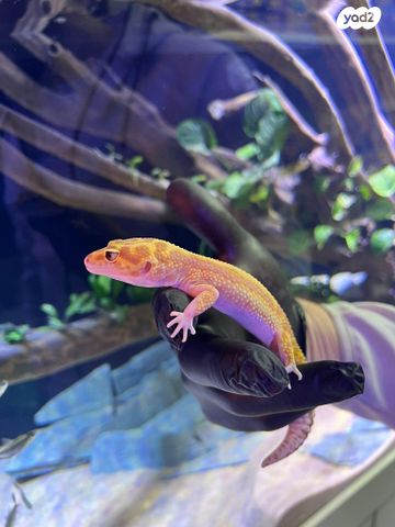 תמונת מודעה - חיות מחמד