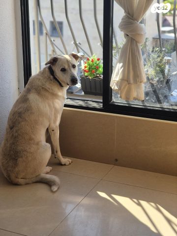 תמונת מודעה - חיות מחמד