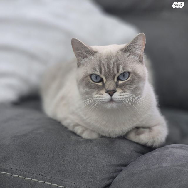 תמונת מודעה - חיות מחמד