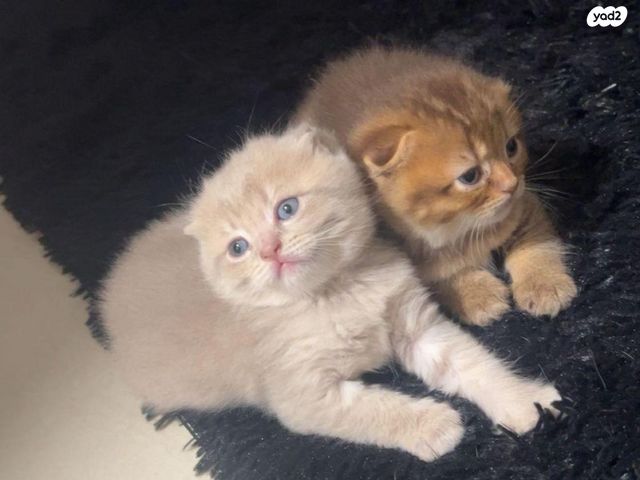 תמונת מודעה - חיות מחמד