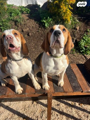 תמונת מודעה - חיות מחמד