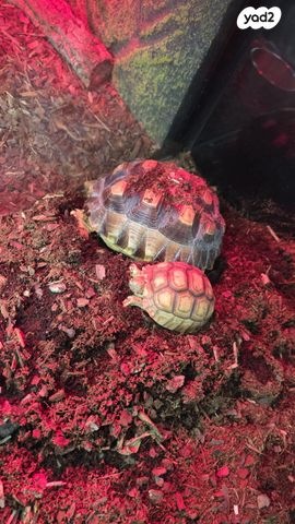 תמונת מודעה - חיות מחמד