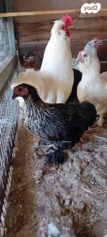 תמונת מודעה - חיות מחמד