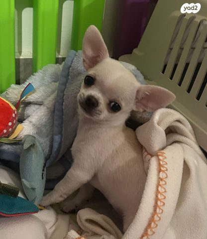 תמונת מודעה - חיות מחמד