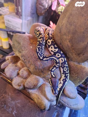 תמונת מודעה - חיות מחמד