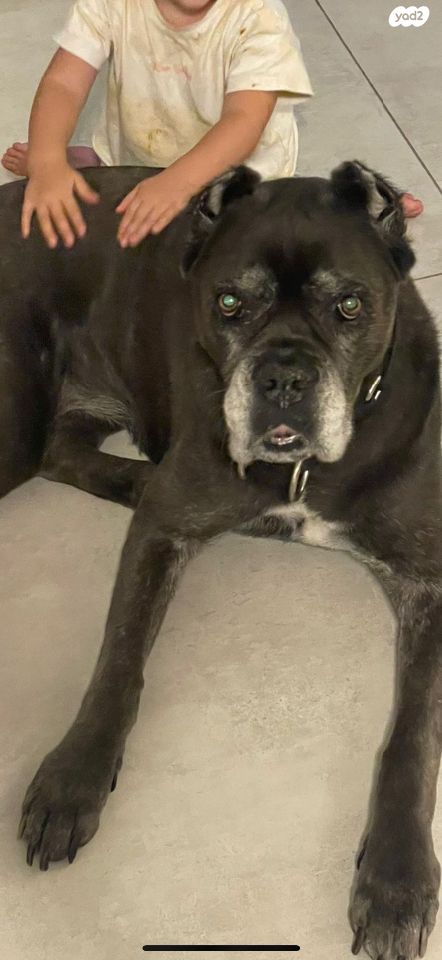 תמונת מודעה - חיות מחמד