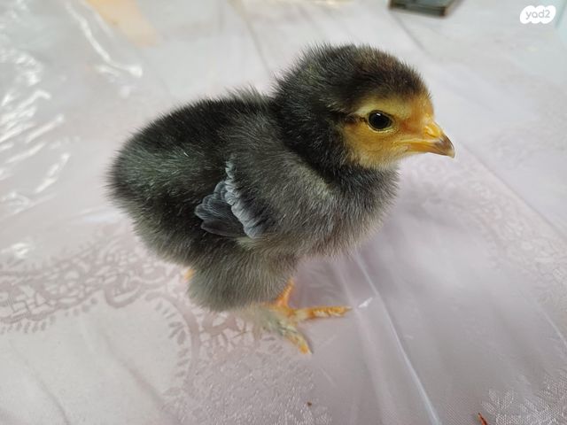 תמונת מודעה - חיות מחמד