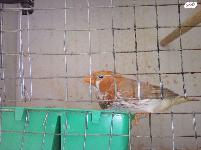 תמונת מודעה - חיות מחמד