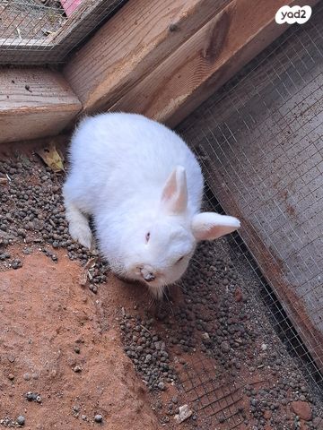 תמונת מודעה - חיות מחמד