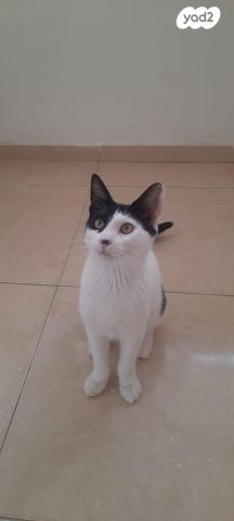 תמונת מודעה - חיות מחמד