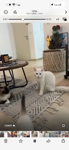 תמונת מודעה - חיות מחמד