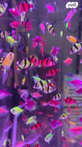 דג נאוויתים