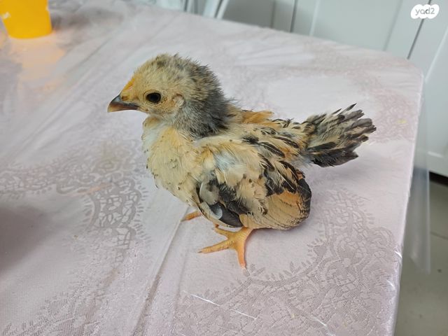 חיית משק סרהמה