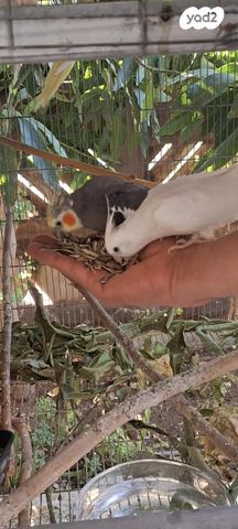 תוכי קוקוטייל