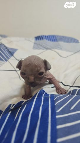 חתול ספינקס