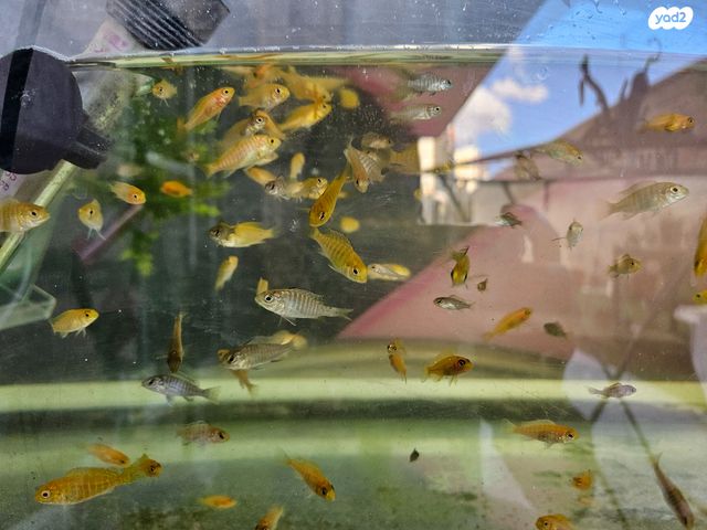 דג ציקלידים