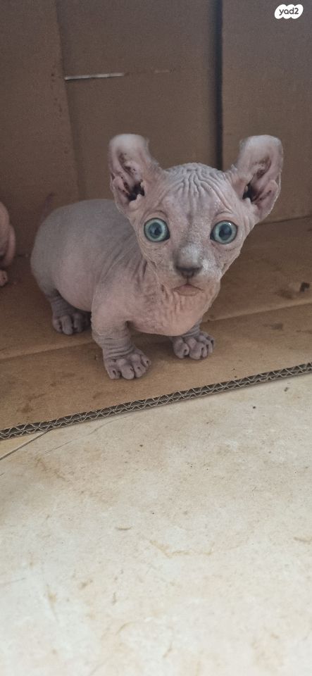 תמונת מודעה - חיות מחמד