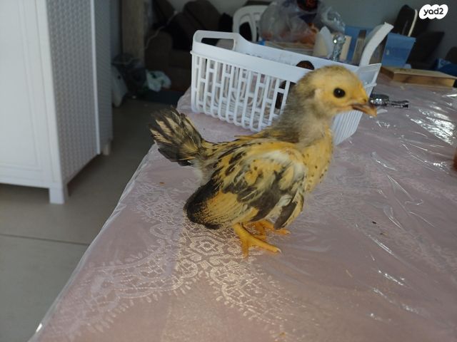 חיית משק סרהמה