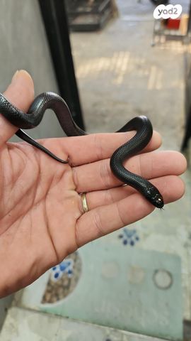 זוחל קינג סנייק