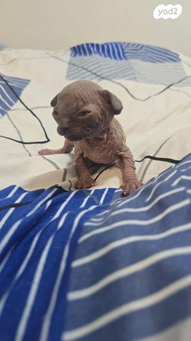 חתול ספינקס