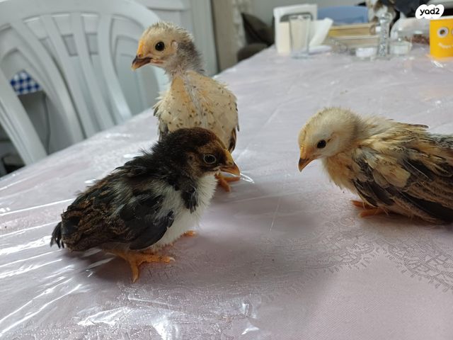 חיית משק סרהמה