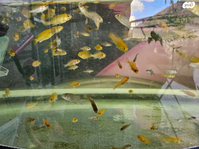 דג ציקלידים