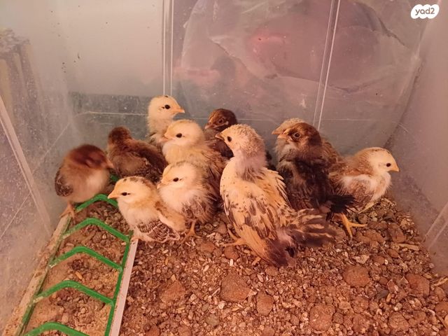 חיית משק סרהמה