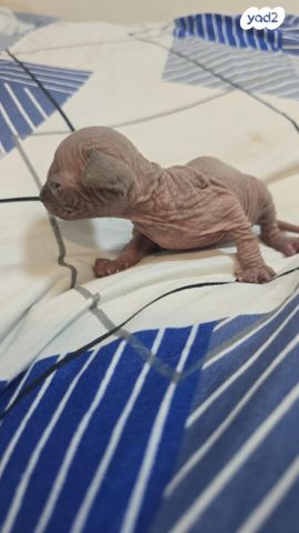 חתול ספינקס